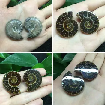 1pcs Padalinta Ammonite Iškastinio Pavyzdys Shell Gydymo Apdailos Madagaskaras Natūralių Akmenų Ir Mineralų Mažas Myli Iškastinį
